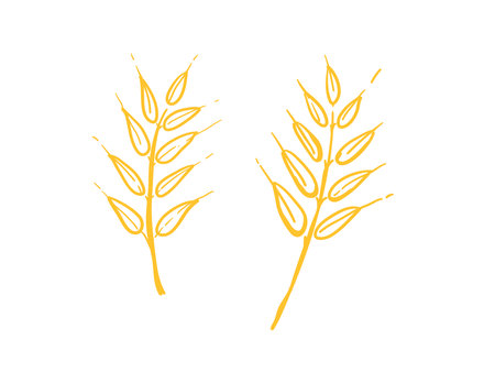 Hand drawn ears of rye and wheat. Wheat agricultural vectorのイラスト素材