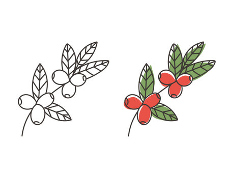 Hand drawn coffee tree branches and beansのイラスト素材
