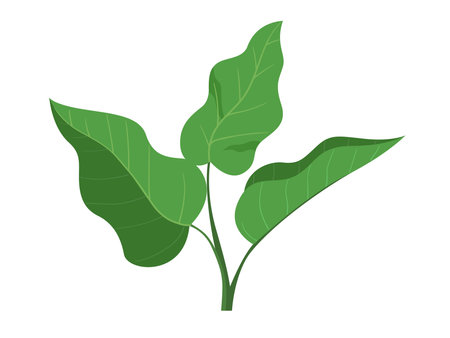 Tropical leaves, jungle exotic plants, floral elementのイラスト素材