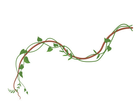 Twisted wild lianas branches, jungle vine plants, tropical rainforestのイラスト素材