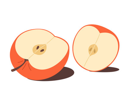 Red apple, two piece apple with seeds, hand drawn fruit iconのイラスト素材
