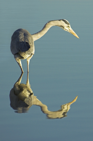 Grey heron hunting for fish in a Dutch water poolの写真素材