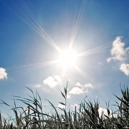 Sunny warm Summer sky with full sun and some grass in the foreground
