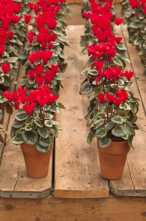 Violets arranged in clay pots in rows on a flower fairの写真素材