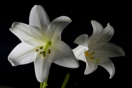 Two white lilies isolated on black background, macroの写真素材