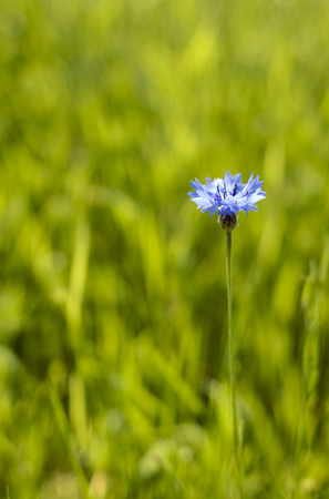 green meadowの写真素材