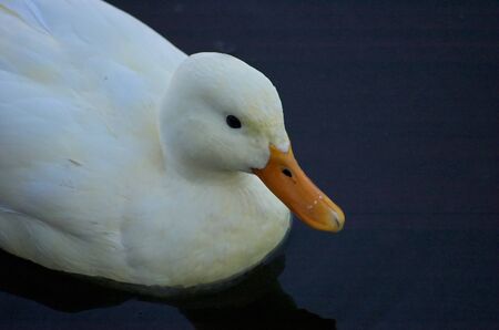 Duckの写真素材