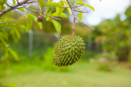Sour sopの写真素材