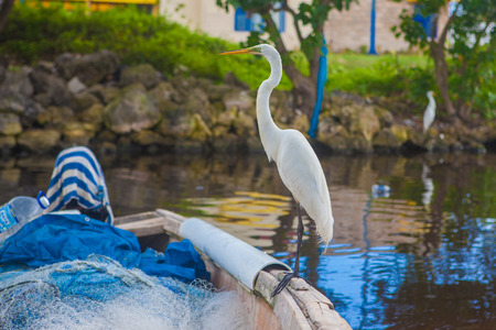 great egretの写真素材