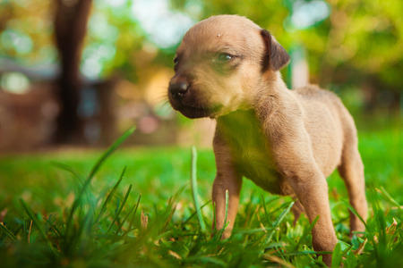 Puppyの写真素材