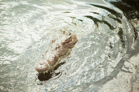 Crocodile faceの写真素材