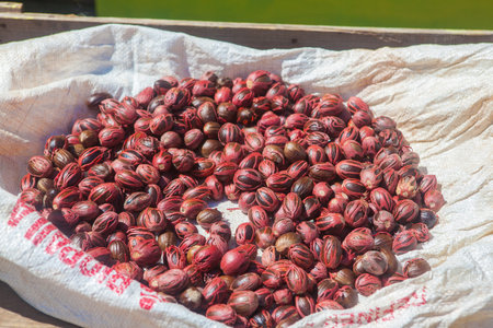 Nutmegの写真素材