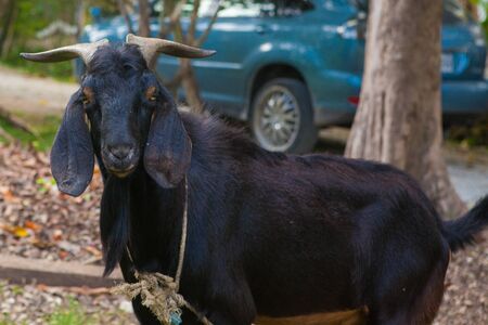 goatの写真素材