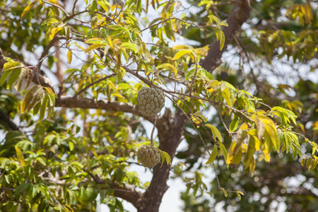 Sugar apple
