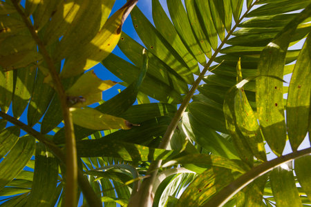Palm leaf