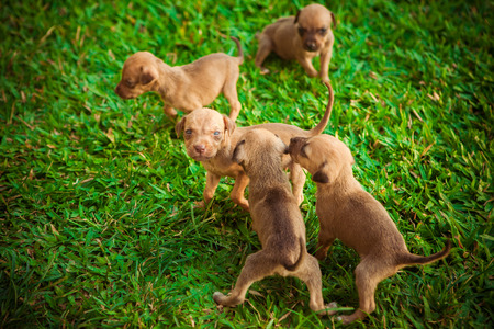 puppiesの写真素材