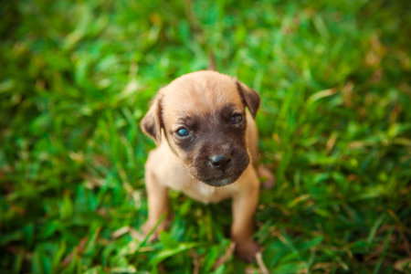 puppyの写真素材