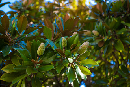 Fruit magnoliaの写真素材