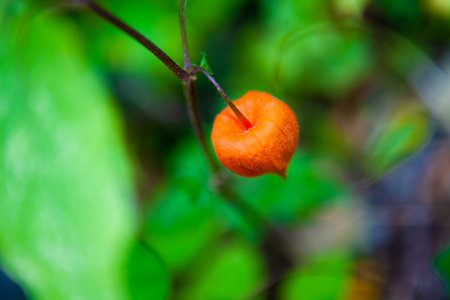 Physalis plant close up の写真素材