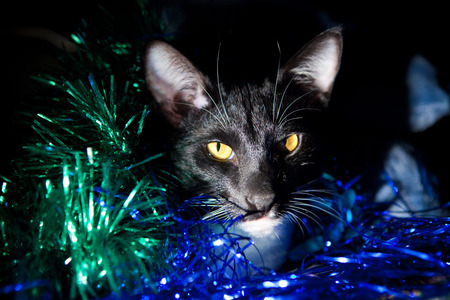 Cat faceの写真素材