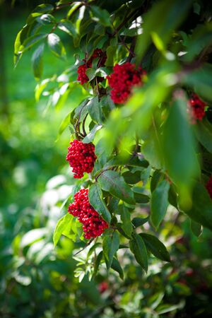 viburnum plant の写真素材