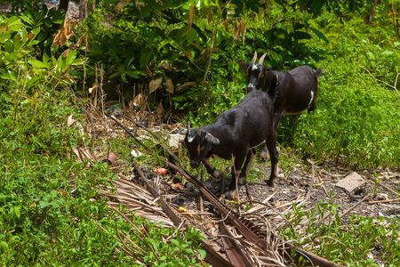 Goatsの写真素材