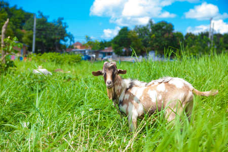 goat close up の写真素材