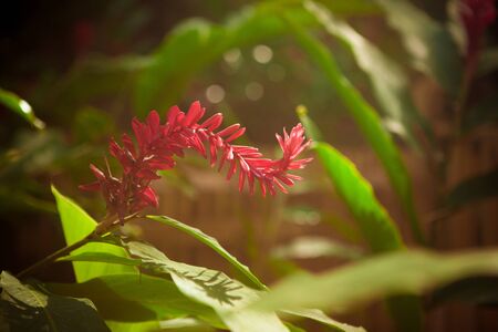 red gingerの写真素材