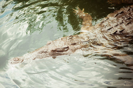 crocodileの写真素材