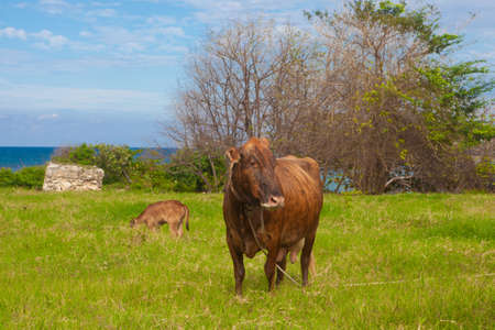 The cow on the meadowの写真素材