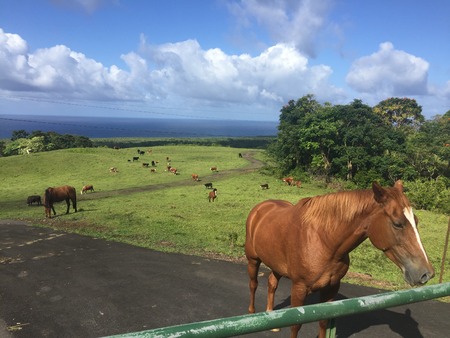 Wild horses in Mauiの写真素材