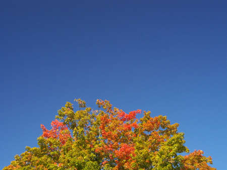 A tree just changing colors in the fall, with a clear blue sky overheadの写真素材