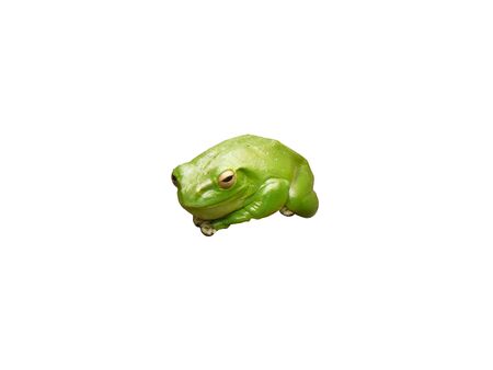 A comfortable frog isolated to a white backgroundの写真素材
