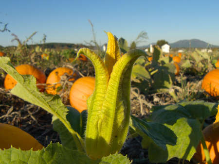 A pumpkin flower blossomの写真素材