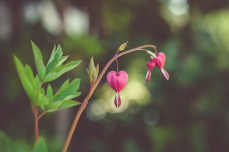 Pink bleeding hearts with bokehの写真素材