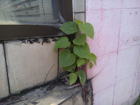Small sacred tree or bodhi tree.の写真素材