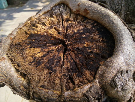 Close up of tree texture in the park.の写真素材