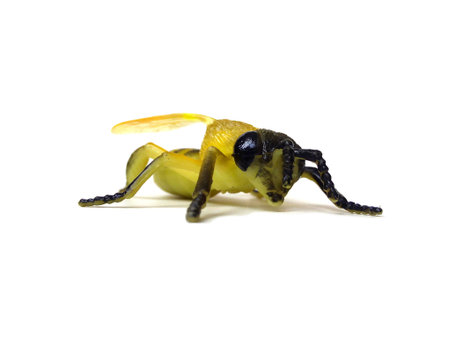 Close up of rubber bee toy isolated on white background.