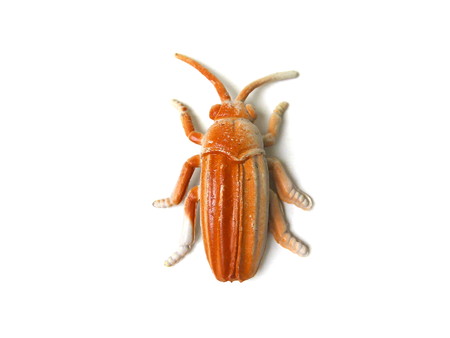 Close up of cockroach toy isolated on white background.の写真素材