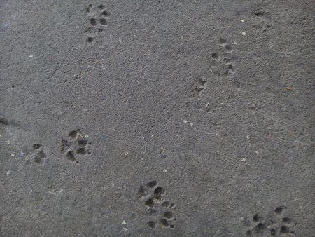 Top view of dog footprints on concrete floor textured background.の写真素材