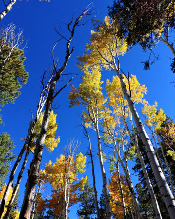 Aspen Leaves Trees Forest Autumnの写真素材