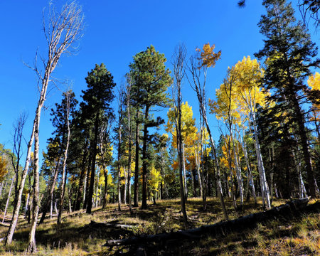 Aspen Leaves Trees Forest Autumnの写真素材