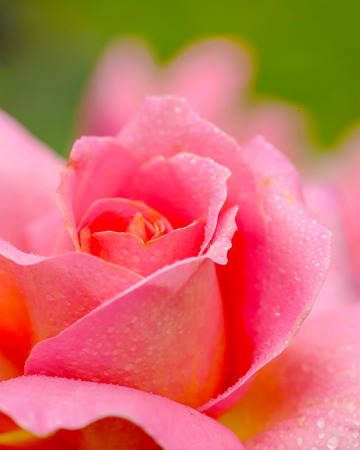 a close up of a Pink Roseの写真素材