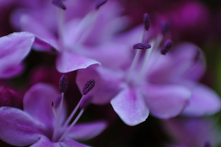 a close up of a Purple flowerの写真素材