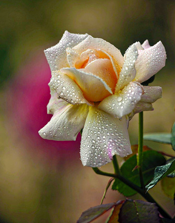 close up of a White Roseの写真素材
