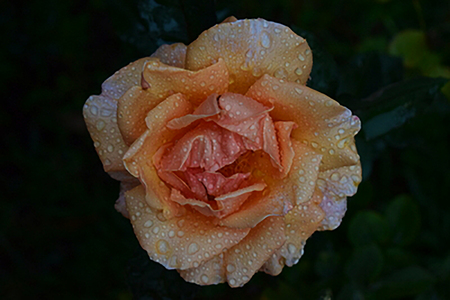 soft focus on a Peach colored roseの写真素材