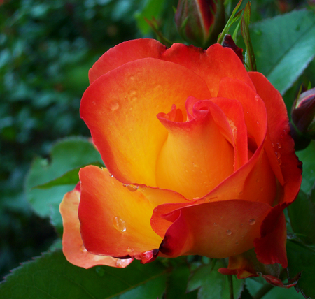 soft focus red and yellow roseの写真素材
