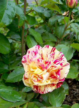 soft focus red and yellow roseの写真素材