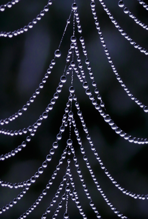 spider webの写真素材
