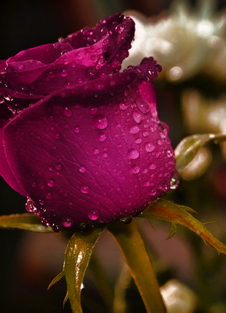 close up of a single purple roseの写真素材